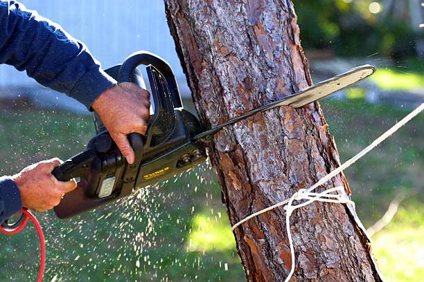 Tree and Shrub Care in Piqua, OH