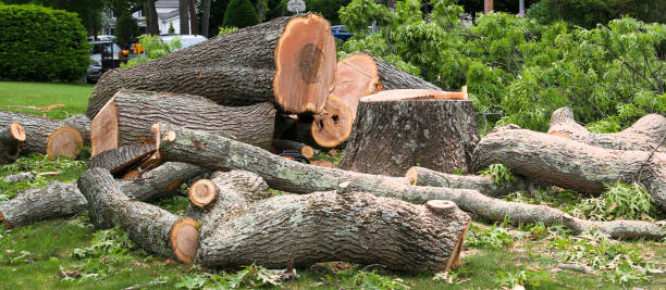  Piqua, OH Tree Services Pros